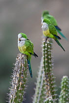 Cliff parakeets  (Myiopsitta luchsi) perched on cactus, Red-fronted Macaw Community Nature Reserve, Omerque, Bolivia