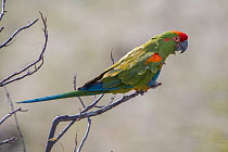 Red-fronted macaw (Ara rubrogenys) profile, Red-fronted Macaw Community Nature Reserve, Omerque, Bolivia