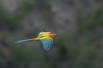 Red-fronted macaw (Ara rubrogenys) in flight, Red-fronted Macaw Community Nature Reserve, Omerque, Bolivia