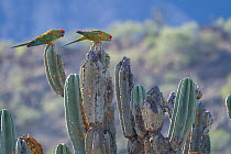 Red-fronted macaw (Ara rubrogenys)  perched on cactus, Red-fronted Macaw Community Nature Reserve, Omerque, Bolivia.