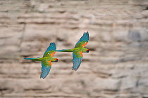 Red-fronted macaw (Ara rubrogenys) two in flight, Red-fronted Macaw Community Nature Reserve, Omerque, Bolivia