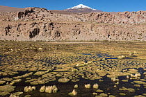 Bofedales, high altitude wetlands,  near Quetena, Altiplano, Bolivia, May 2017.