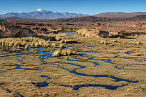 Bofedales, high altitude wetlands,  near Quetena, Altiplano, Bolivia, May 2017.