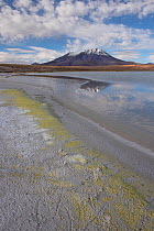 Laguna Hedionda,  Altiplano, Bolivia