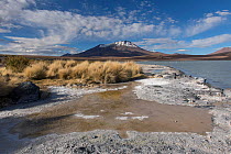 Laguna Hedionda, between Polques and Quetena, Altiplano, Bolivia, April 2017.