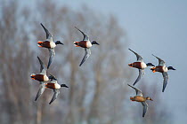 Northern shoveler (Anas clypeata) flock in flight, Antwerpen, Belgium, February.