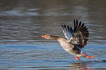 Greylag Goose (Anser anser) taking off from water, Antwerpen, Belgium, February.