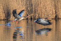 Greylag Goose (Anser anser) taking off near reed bed, Antwerpen, Belgium, February.