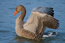Greylag goose (Anser anser) raising wings,  Antwerpen, Belgium, March.