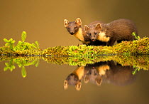 Pine marten (Martes martes) reflected in water, Ardnamurchan Peninsula, west coast of Scotland, UK. Highly commended in the Mammals category of the British Wildlife Photography Awards (BWPA) Competiti...