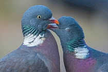 RF - Wood pigeon (Columba palumbus) pair preening one another, The Netherlands. (This image may be licensed either as rights managed or royalty free.)