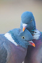Wood pigeon (Columba palumbus) pair preening one another, The Netherlands.