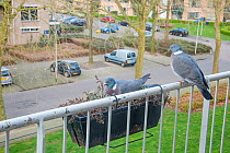 Wood pigeon (Columba palumbus) nesting in window box of balcony. The Netherlands.