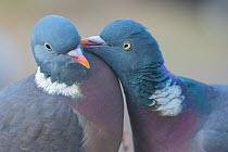 Wood pigeon (Columba palumbus) pair preening one another, The Netherlands.