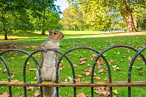 Grey squirrel (Sciurus carolinensis) climbing on fence, St James Park, London, UK, October.