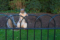 Grey squirrel (Sciurus carolinensis) climbing on fence, St James Park, London, UK, October.