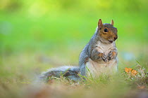 Grey Squirrel (Sciurus carolinensis) feeding on nut, St James Park, London, UK. October.