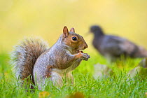 RF - Grey Squirrel (Sciurus carolinensis) feeding on nut with pigeon in the background, St James Park; London, UK. October. (This image may be licensed either as rights managed or royalty free.)
