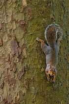 Grey Squirrel (Sciurus carolinensis) climbing down tree, St James Park, London, UK, October.