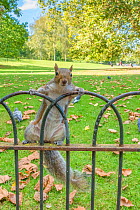 Grey Squirrel (Sciurus carolinensis) on fence, St James Park; London, UK, October.