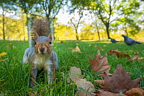 RF - Grey Squirrel (Sciurus carolinensis), low angle view, St James Park, London, (This image may be licensed either as rights managed or royalty free.)