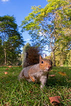 RF - Grey Squirrel (Sciurus carolinensis), low angle view, St James Park, London (This image may be licensed either as rights managed or royalty free.)