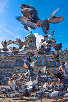 Feral pigeons (Columba livia) feeding outside the Royal Palace, Dam Square, Amsterdam. March 2017.