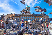 People feeding Feral pigeons (Columba livia) outside the Royal Palace, Dam Square, Amsterdam. The Netherlands. March 2017.