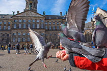 Person feeding Feral pigeons (Columba livia) outside the Royal Palace, Dam Square, Amsterdam. The Netherlands. March 2017.