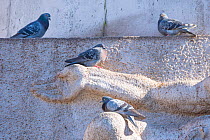 RF - Feral pigeons (Columba livia) on hand of a statue in Dam Square, Amsterdam. (This image may be licensed either as rights managed or royalty free.)