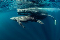 Humpback whale (Megaptera novaeangliae) mother with young calf in tropical sheltered coastal waters  Vava'u, Tonga.