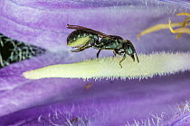 Harebell carpenter bee (Chelostoma campanularum) collecting pollen from Giant harebell (Campanula latifolia) Pentwyn Farm SSSI, Monmouthshire, Wales, UK, July. At 4-5mm long this is one of Britain's s...