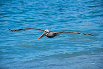 Brown pelican (Pelecanus occidentalis) Urvina Bay, Isabela Island, Galapagos