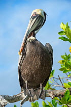 Brown pelican (Pelecanus occidentalis) Tortuga Bay, Santa Cruz Island, Galapagos