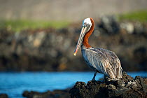 Brown pelican (Pelecanus occidentalis) Turtle Cove, Santa Cruz Island, Galapagos