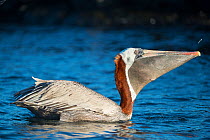 Brown pelican (Pelecanus occidentalis) feeding on fish, Turtle Cove, Santa Cruz Island, Galapagos