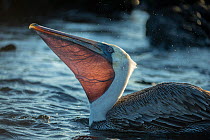 Brown pelican (Pelecanus occidentalis) with neck pouch backlit showing pattern of veins, Turtle Cove, Santa Cruz Island, Galapagos