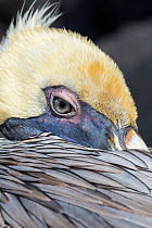Brown pelican (Pelecanus occidentalis) close up whilst resting,  Punta Suarez, Espanola Island, Galapagos