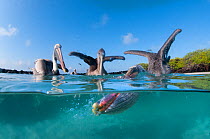 Split level view of Brown pelicans (Pelecanus occidentalis) feeding, Tortuga Bay, Santa Cruz Island, Galapagos