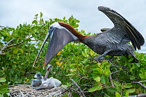 Brown pelican (Pelecanus occidentalis) feeding chicks at nest, Puerto Ayora / Academy Bay, Santa Cruz Island, Galapagos