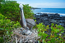 Brown pelican (Pelecanus occidentalis) feeding chicks at nest, Puerto Ayora / Academy Bay, Santa Cruz Island, Galapagos