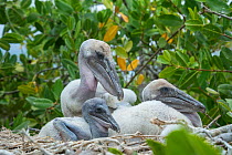 Brown pelican (Pelecanus occidentalis) three chicks in nest, Puerto Ayora / Academy Bay, Santa Cruz Island, Galapagos