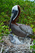 Brown pelican (Pelecanus occidentalis) at nest with chicks, Puerto Ayora / Academy Bay, Santa Cruz Island, Galapagos