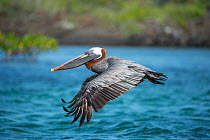 Brown pelican (Pelecanus occidentalis) in flight, Turtle Cove, Santa Cruz Island, Galapagos