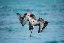 Brown pelican (Pelecanus occidentalis) diving, Urvina Bay, Isabela Island, Galapagos