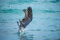 Brown pelican (Pelecanus occidentalis) diving, Urvina Bay, Isabela Island, Galapagos