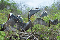 Brown pelicans (Pelecanus occidentalis) group displaying at nests, Urvina Bay, Isabela Island, Galapagos