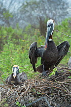 Brown pelican (Pelecanus occidentalis) pair at nest, Urvina Bay, Isabela Island, Galapagos