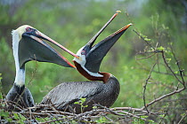 Brown pelican (Pelecanus occidentalis) courtship, Urvina Bay, Isabela Island, Galapagos