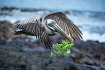 Brown pelican (Pelecanus occidentalis) in flight with nesting material, Urvina Bay, Isabela Island, Galapagos